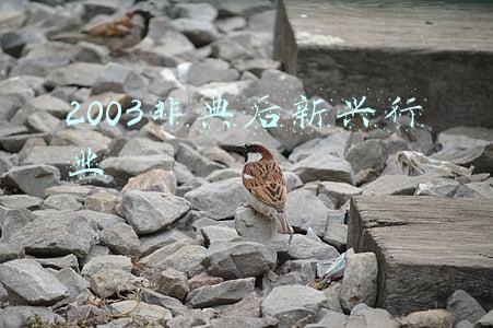 2003非典后新兴行业