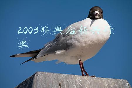 2003非典后新兴行业