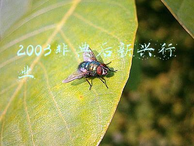 2003非典型肺炎回顾(指纹比对系统立奇功，2003年5.5武汉女出租车司机被害案侦破始末)