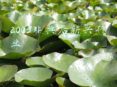 2003非典型肺炎的资料(非典：一场源自野生动物的疾患，为人类拉响新发传染病的警报)