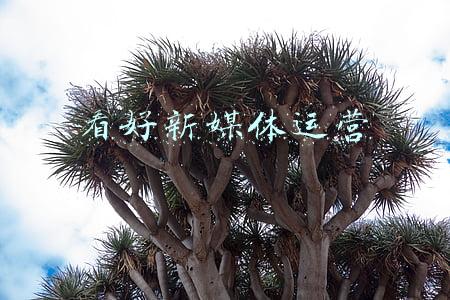 看好新媒体运营