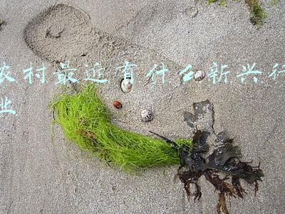 现在农村做什么行业有发展(新春走基层丨村村有产业 致富有门路)