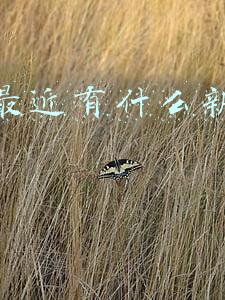 农村最近有什么新兴行业