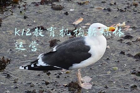 k12教育机构新媒体运营