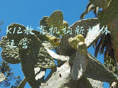 k12教育机构新媒体运营