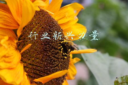 第一届新兴力量运动会(会见运动员时，两位元帅竟争论起来，最后陈毅只得说“听总理的”……)