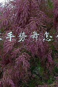 抖音里手势舞怎么赚钱
