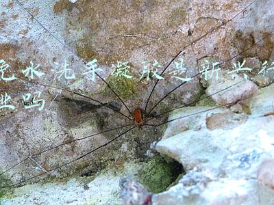 医用免洗手凝胶品牌(洁芙柔免洗凝胶，免水洗，易携带，杀菌率99.999%，安全有效)