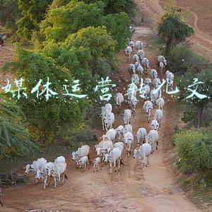 新媒体运营转化文案