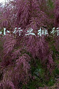 热门技术行业排行榜(全球2022年最热门的15项技术（精评）)