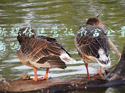 新媒体运营证书含金量高吗