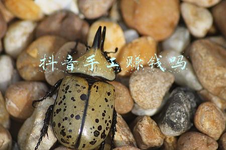 抖音手工赚钱吗