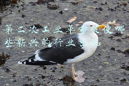 第二次工业革命促使哪些新兴的行业出现