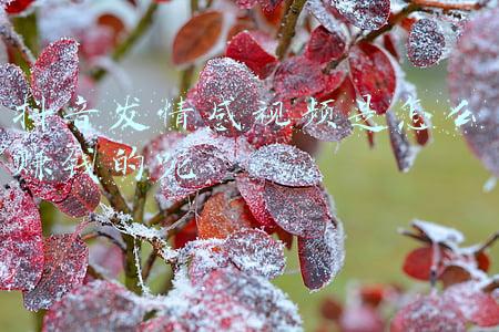 早发白帝城表达的情感(听“诗词男神”康震解读诗仙李白《早发白帝城》)