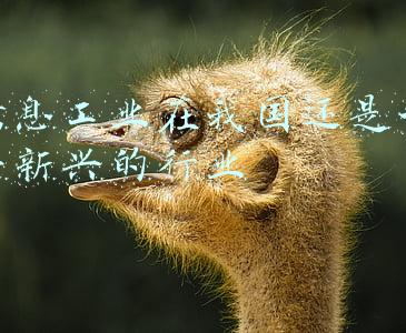 信息工业在我国还是一个新兴的行业