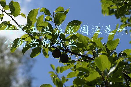 信息工业在我国还是一个新兴的行业