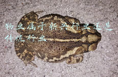 物业属于新兴行业还是传统行业