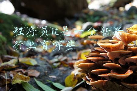 it程序员(普通程序员与高级程序员的差别在哪？)