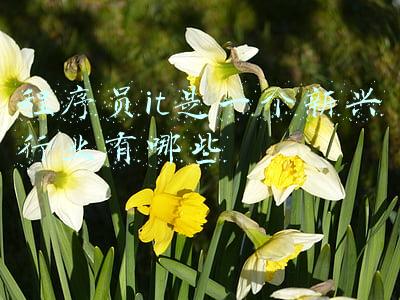 程序员属于it行业吗(官方认证“码农”引热议 折射IT行业弊端)
