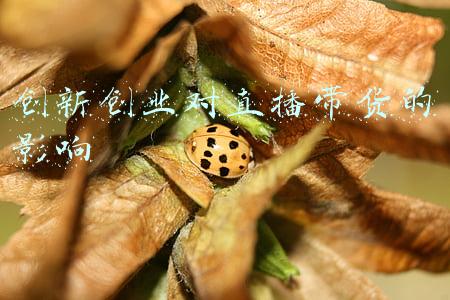直播带货对实体经济的影响(未来实体企业，想要长久发展，最好不要做直播带货)