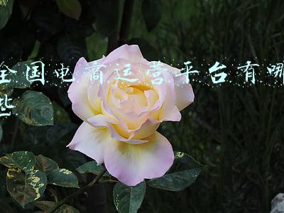 全国直播电商投诉平台(188元买了一份盐水鹅商家赔了800元 直播带货投诉频发，消费者如何维权？)