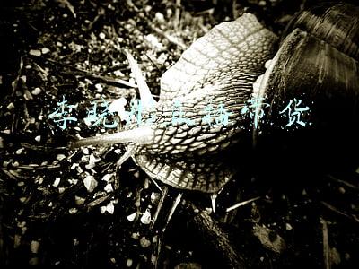 李晓彤直播带货