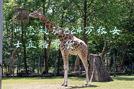 男子网恋被骗20万(拥有豪华轿车和两套住房的“高质量”男子追求自己，女子网恋被骗20万)