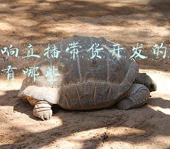 影响直播带货开发的成本有哪些