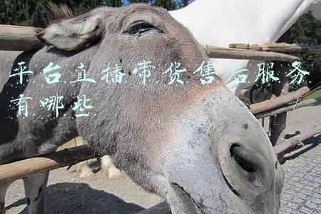 怎么联系直播带货平台(有货源商家怎么联系主播带货？)
