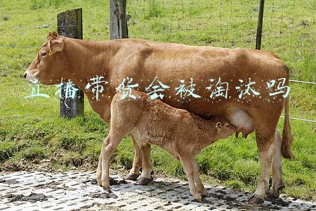 直播带货会计核算流程(“鬼才”电商会计李姐：把电商行业账务处理分成12类，好记又好用)