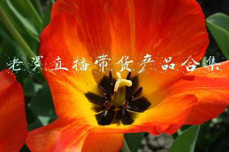 老罗直播带货产品合集