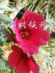 二驴什么时候开始做直播带货