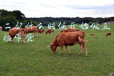 二驴什么时候开始做直播带货