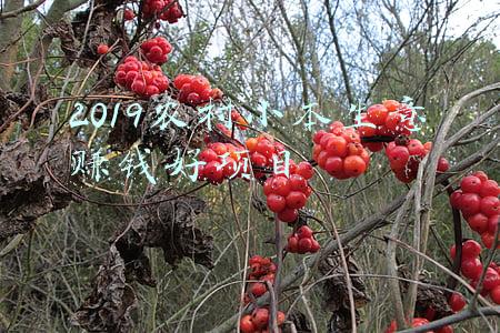 2019农村小本生意赚钱好项目