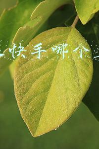 抖音跟快手哪个直播更赚钱