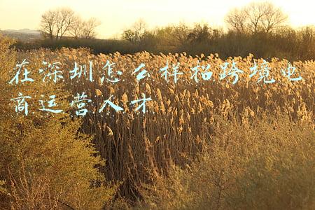 在深圳怎么样招跨境电商运营人才