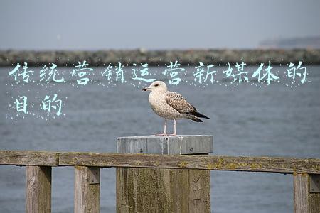 传统营销运营新媒体的目的