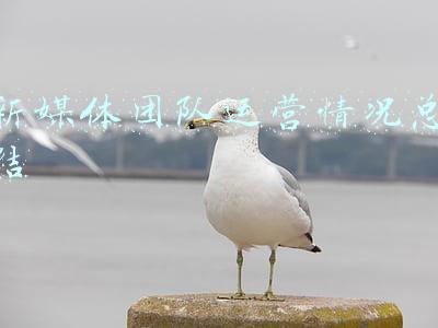 新媒体团队运营情况总结