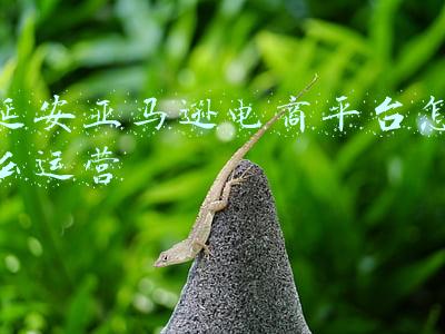 延安亚马逊电商平台怎么运营