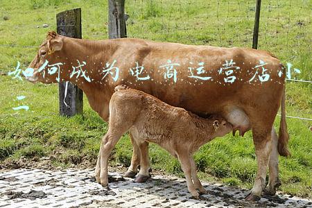 如何成为电商运营店小二