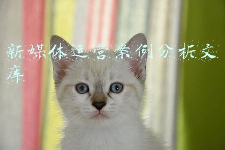 新媒体运营案例分析文库