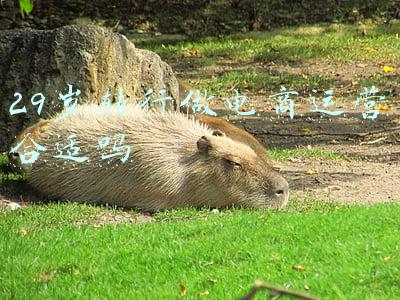 29岁转行做电商运营合适吗