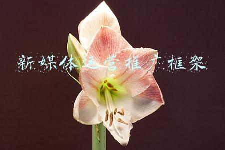新媒体运营推广框架