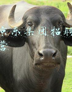 北京京东集团招聘新媒体运营
