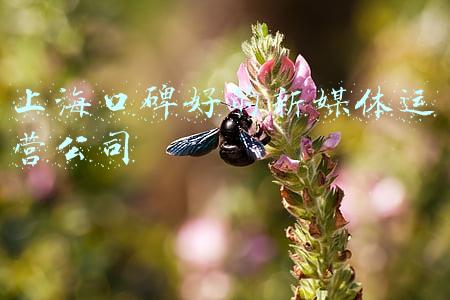 上海新媒体运营公司排名(上海政务新媒体1月传播影响力榜单发布)