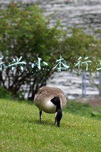 本行业本领域重要讲话(​促进互联网企业健康持续发展工作座谈会发言摘编)