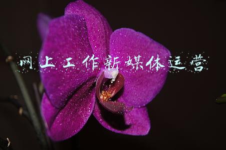 网上工作新媒体运营