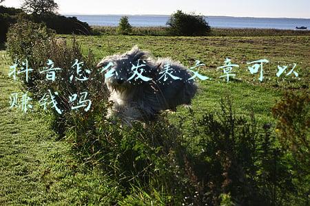 简书发表文章能赚钱吗(关于简书赚钱攻略)