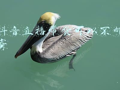 抖音直播带货注意事项(抖音直播带货的6个禁忌)