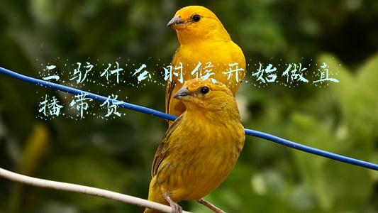 二驴怎么又可以直播了(主播爆料二驴停播的原因！因“山寨机”事件被调查，不能离开北京)